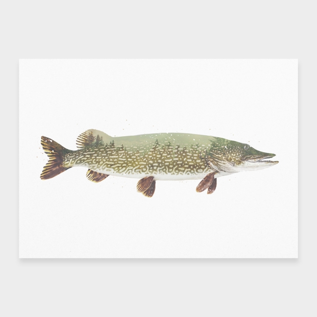 Pike