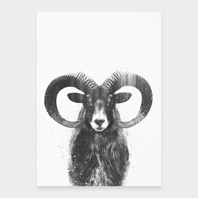 Mouflon