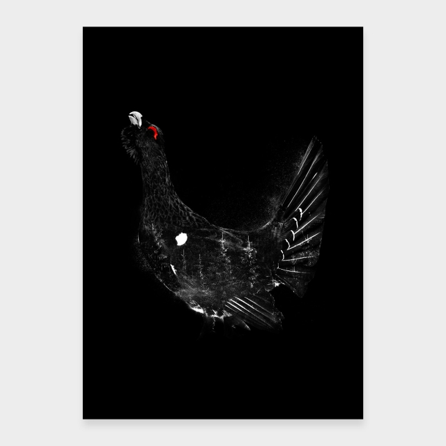 Capercaillie musta